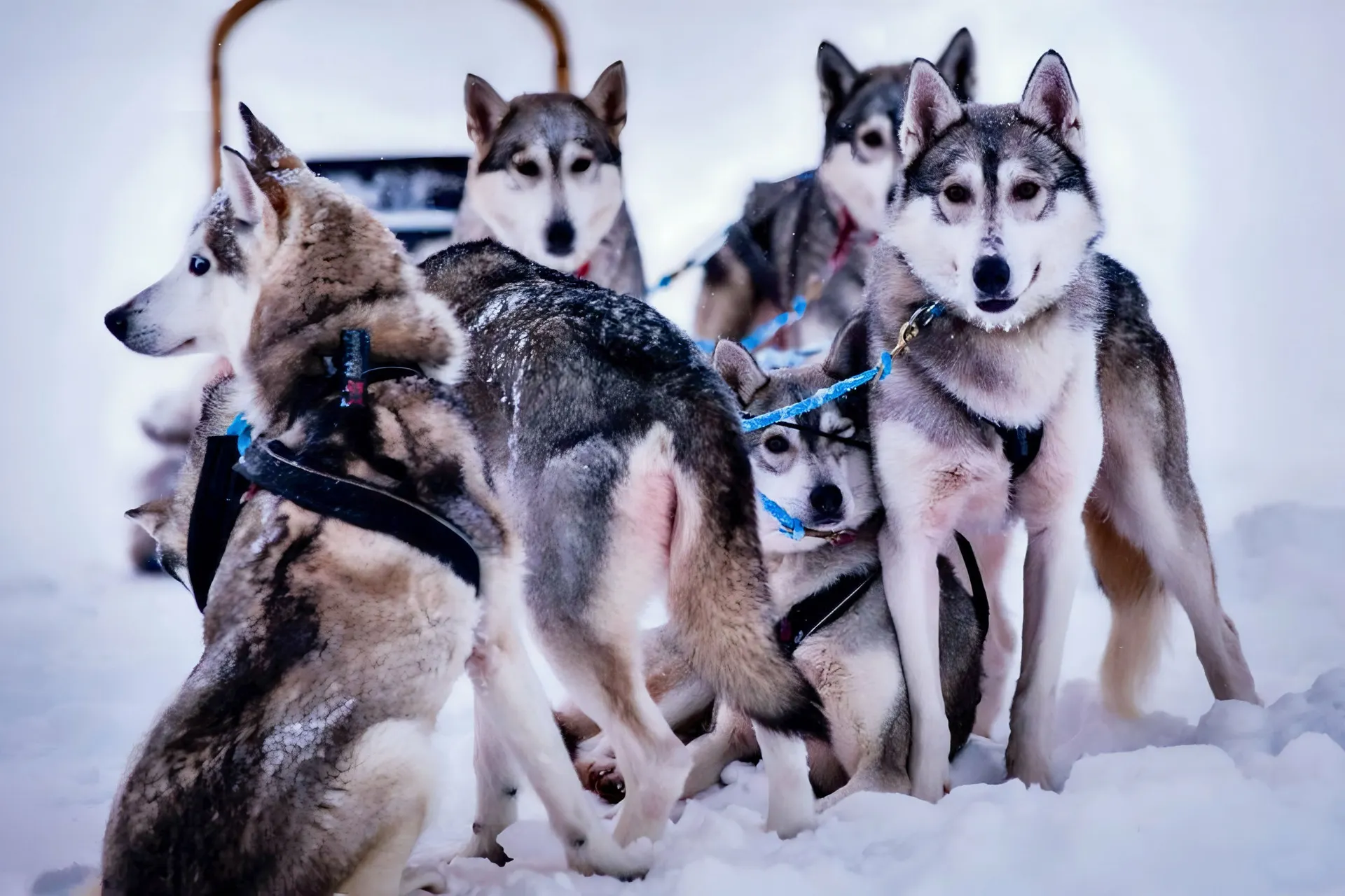 Erlebnisreise Lappland zum Verlieben