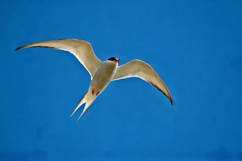 Rundreise "Unberührte Westfjorde"